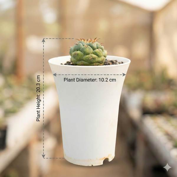 Coryphantha elephantidens cv. tita