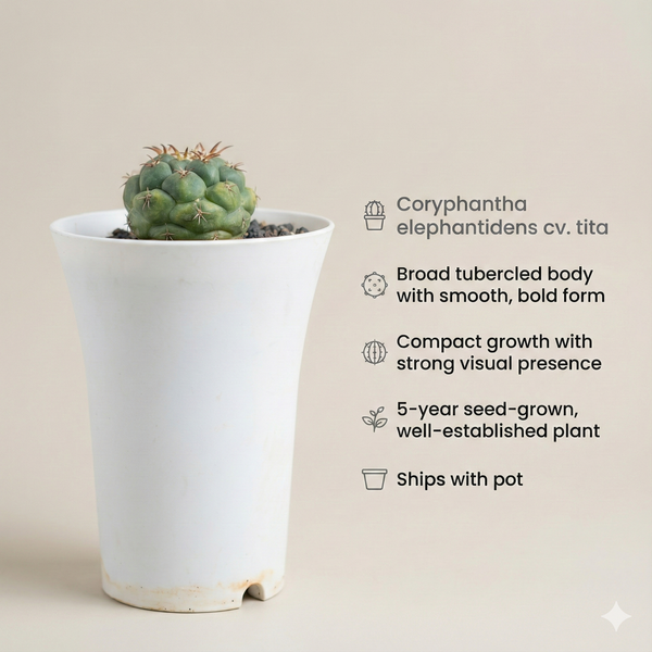 Coryphantha elephantidens cv. tita