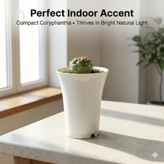 Coryphantha elephantidens cv. tita