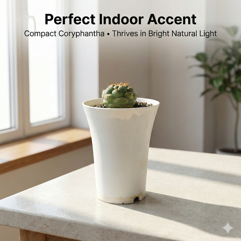 Coryphantha elephantidens cv. tita