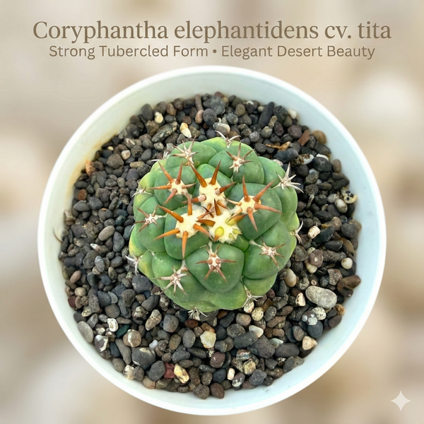 Coryphantha elephantidens cv. tita
