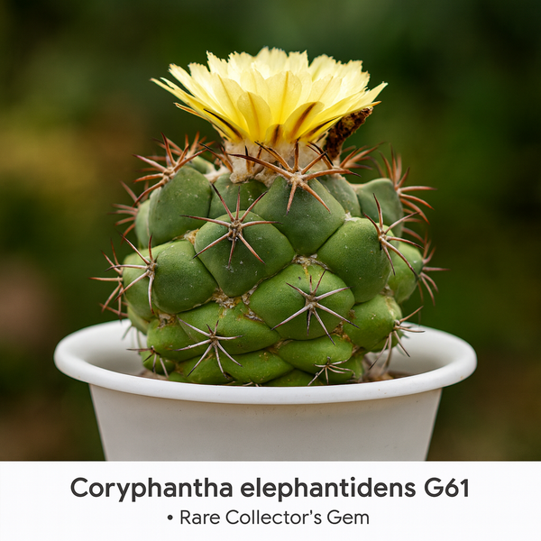 Coryphantha elephantidens greenwood G61