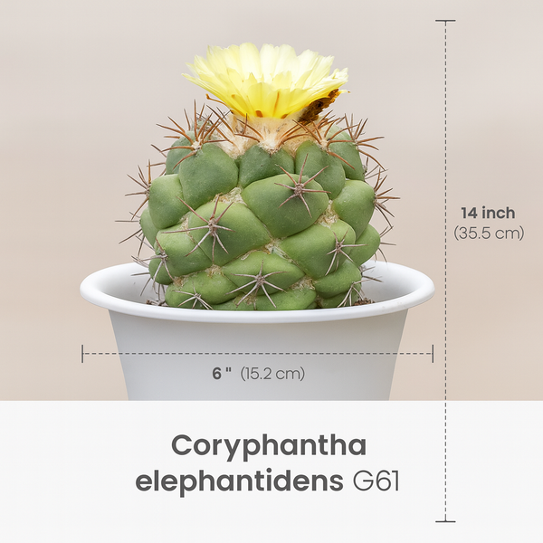 Coryphantha elephantidens greenwood G61