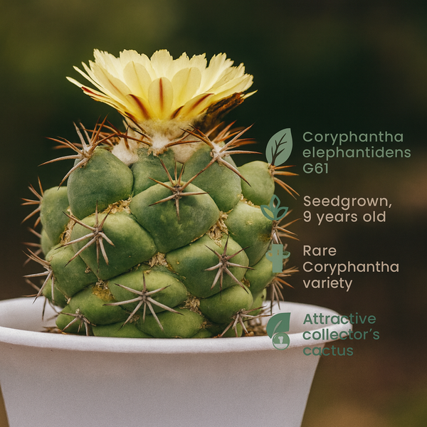 Coryphantha elephantidens greenwood G61