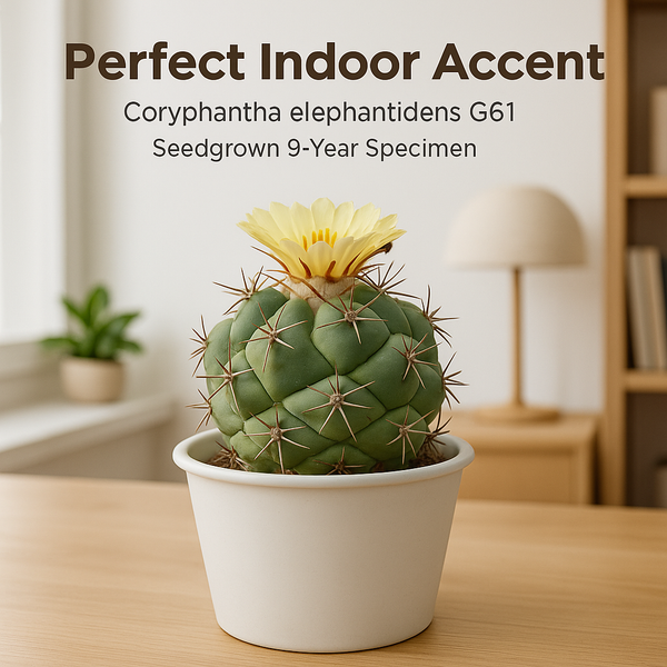 Coryphantha elephantidens greenwood G61