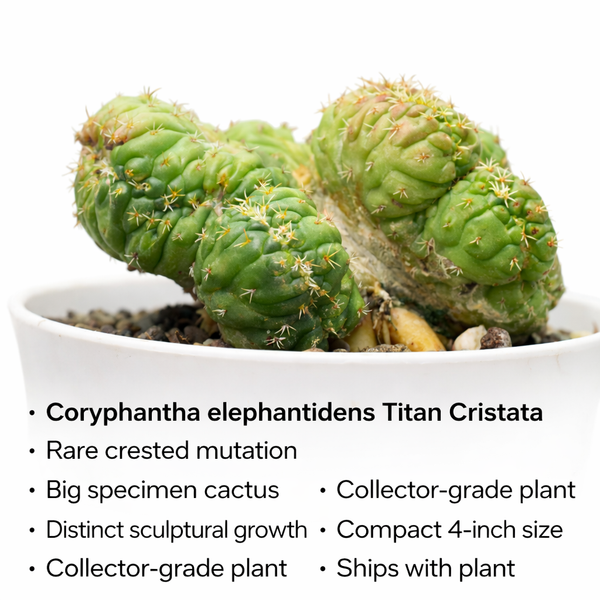 Coryphantha elephantidens Titan Cristata