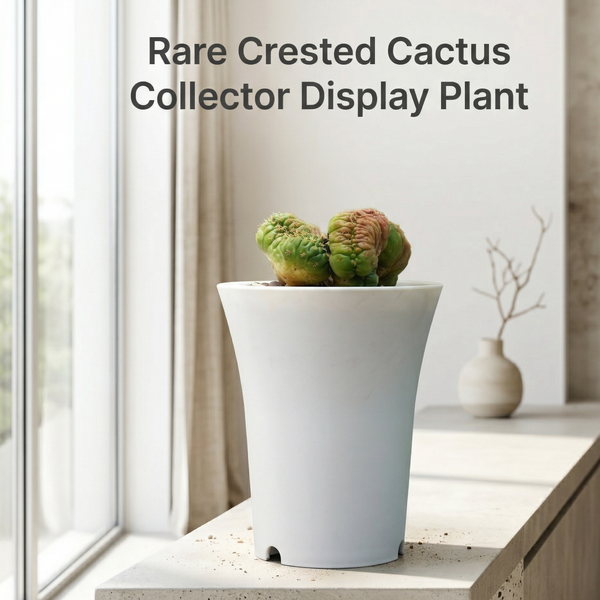 Coryphantha elephantidens Titan Cristata