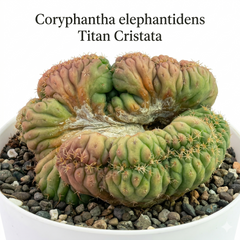 Coryphantha elephantidens Titan Cristata