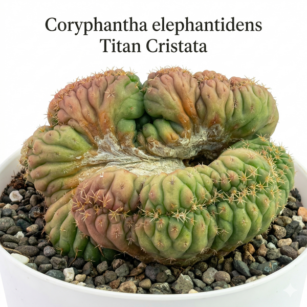 Coryphantha elephantidens Titan Cristata