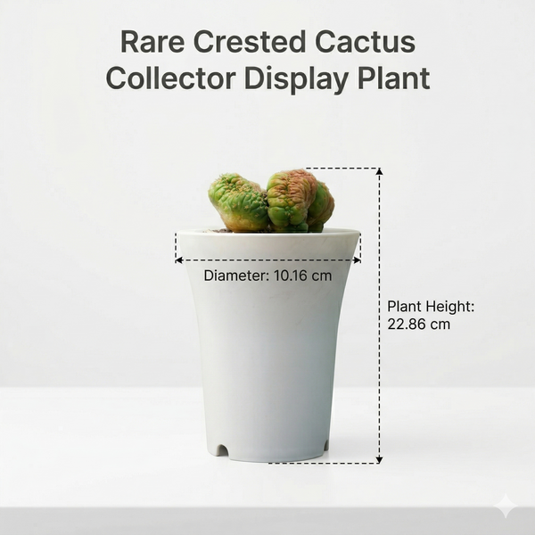 Coryphantha elephantidens Titan Cristata