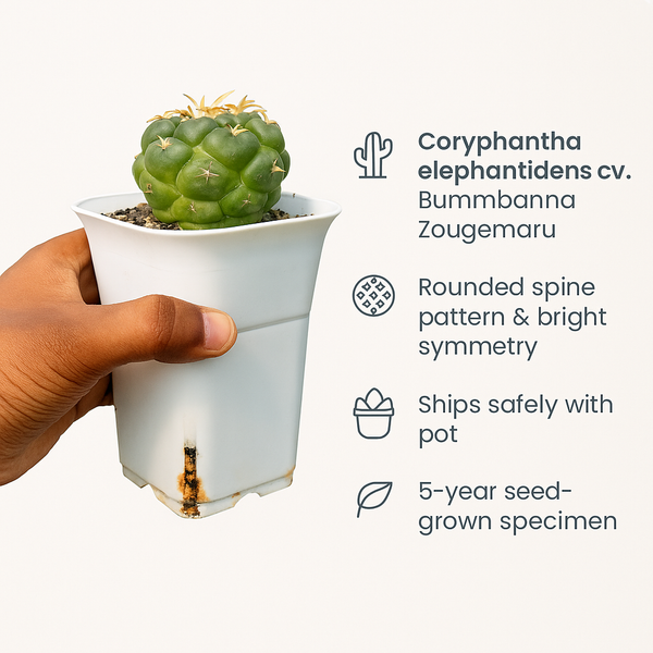 Coryphantha elephantidens cv. Bummbanna Zougemaru