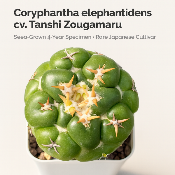 Coryphantha elephantidens cv. Tanshi Zougamaru
