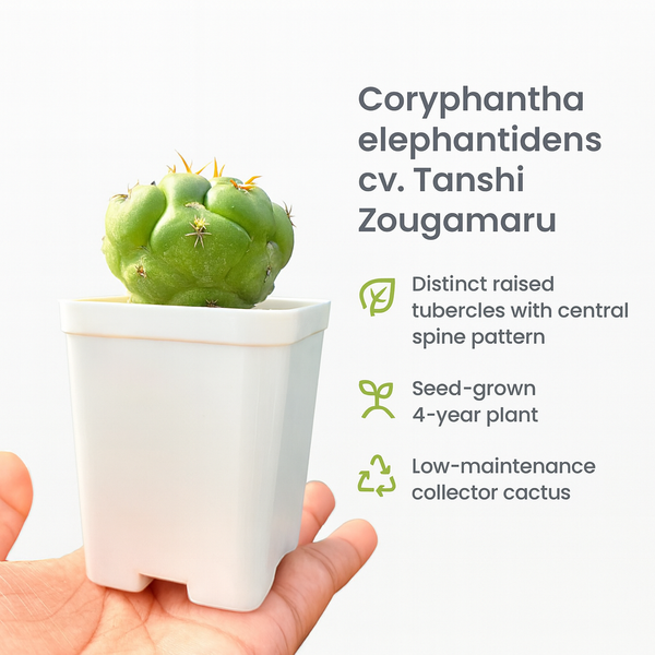 Coryphantha elephantidens cv. Tanshi Zougamaru