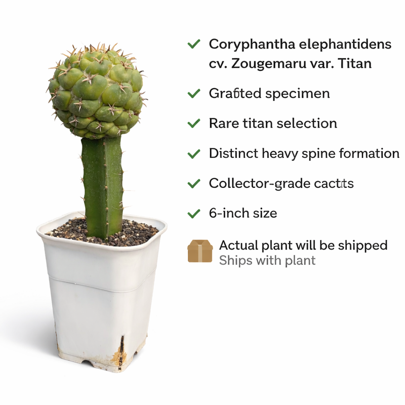 Coryphantha elephantidens cv. Zougemaru var. Titan