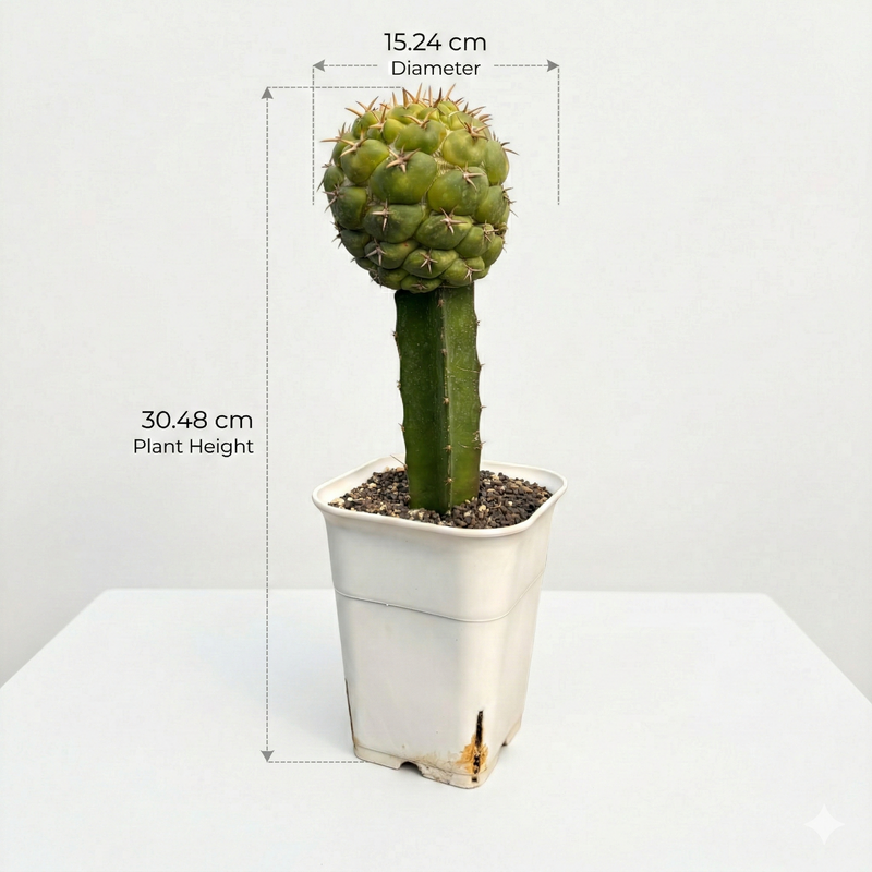 Coryphantha elephantidens cv. Zougemaru var. Titan