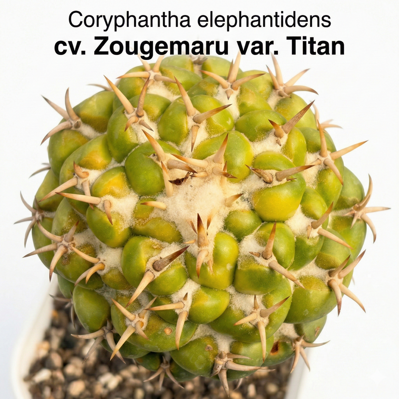 Coryphantha elephantidens cv. Zougemaru var. Titan