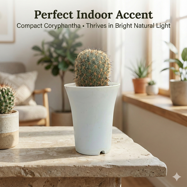 Side view of 4-inch mature Coryphantha kracikii specimen showing dense spinal structure