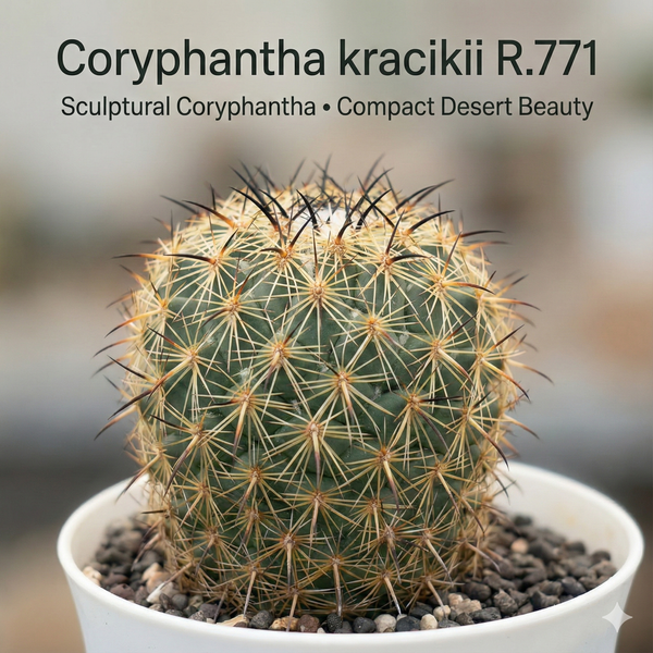 6-Year-Old Rare Coryphantha kracikii R.771 Cactus - Samarth Cactus Nursery India