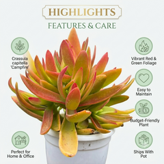 Crassula capitella Campfire
