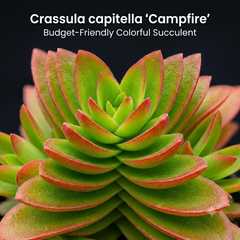 Crassula capitella Campfire