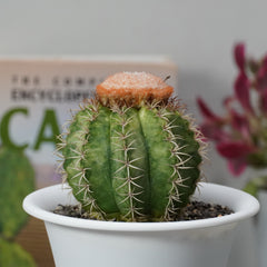 Melocactus matanzanus variegated