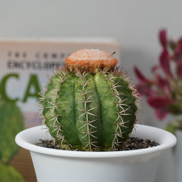 Melocactus matanzanus variegated