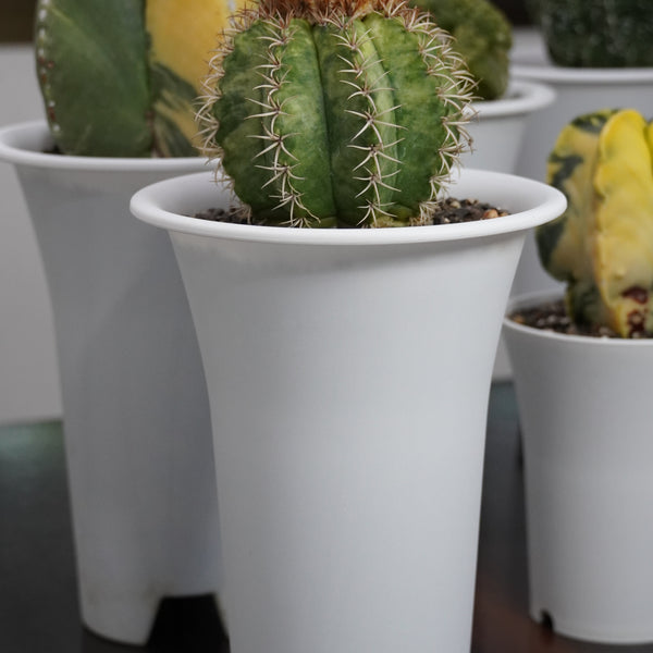 Melocactus matanzanus variegated