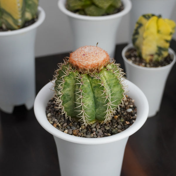 Melocactus matanzanus variegated