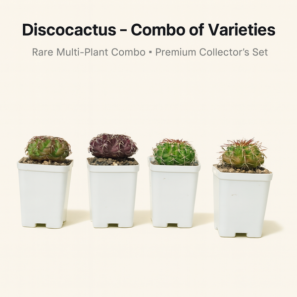 Combo of 4 Different Exotic Discocactus varieties