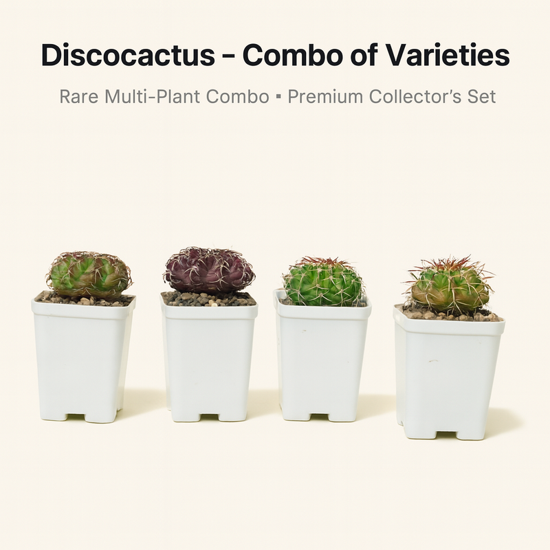 Combo of 4 Different Exotic Discocactus varieties