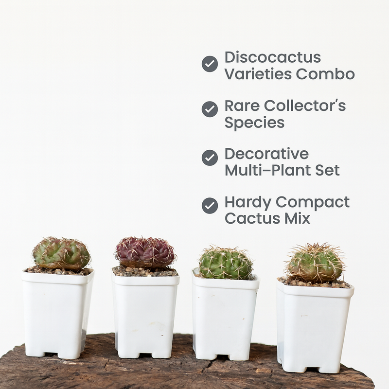 Combo of 4 Different Exotic Discocactus varieties