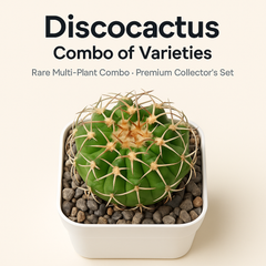 Combo of 4 Different Exotic Discocactus varieties