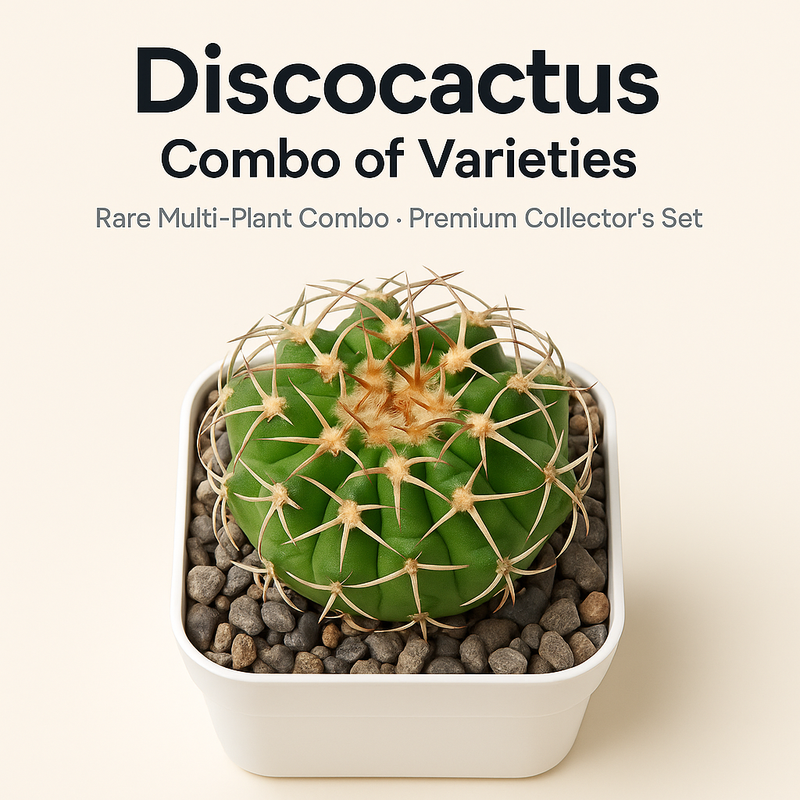 Combo of 4 Different Exotic Discocactus varieties