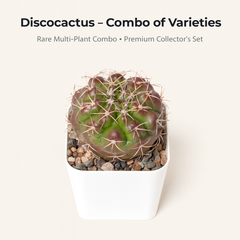Combo of 4 Different Exotic Discocactus varieties