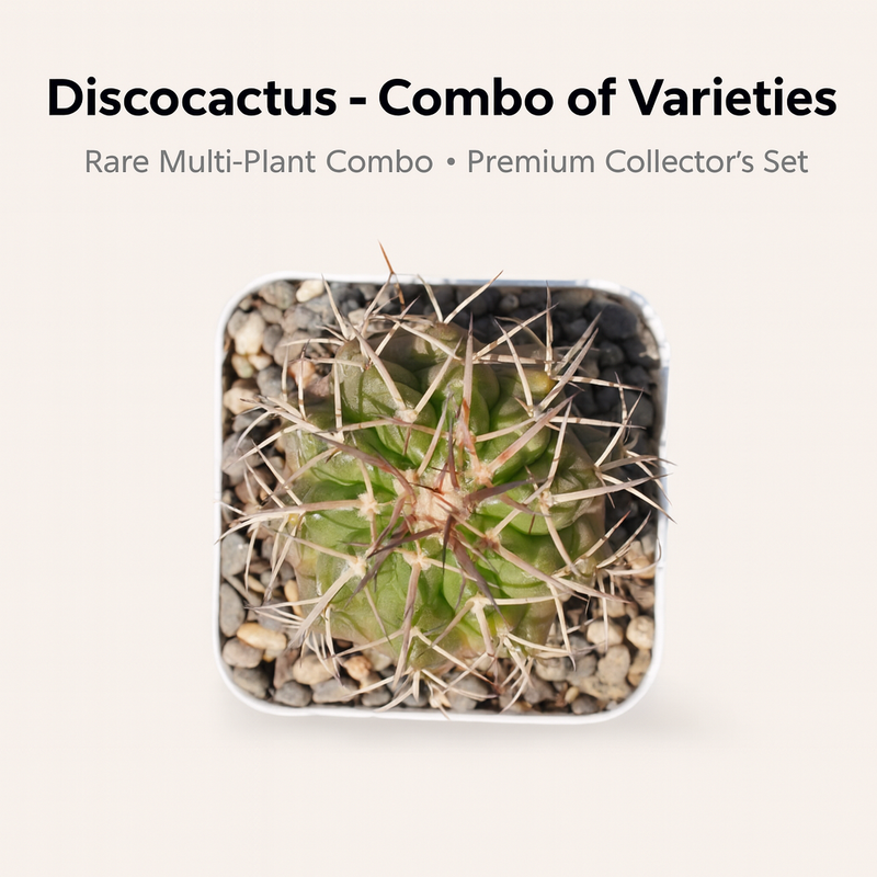 Combo of 4 Different Exotic Discocactus varieties