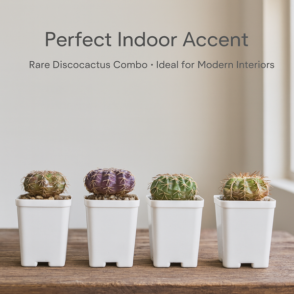 Discocactus – Combo of Varieties