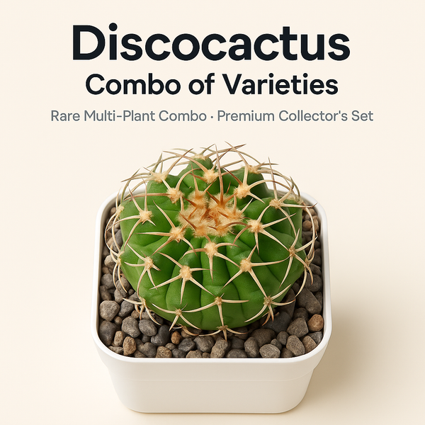 Discocactus – Combo of Varieties