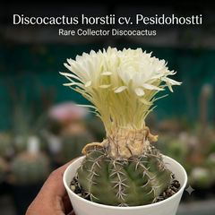 Discocactus Horstii cv pesidohostti