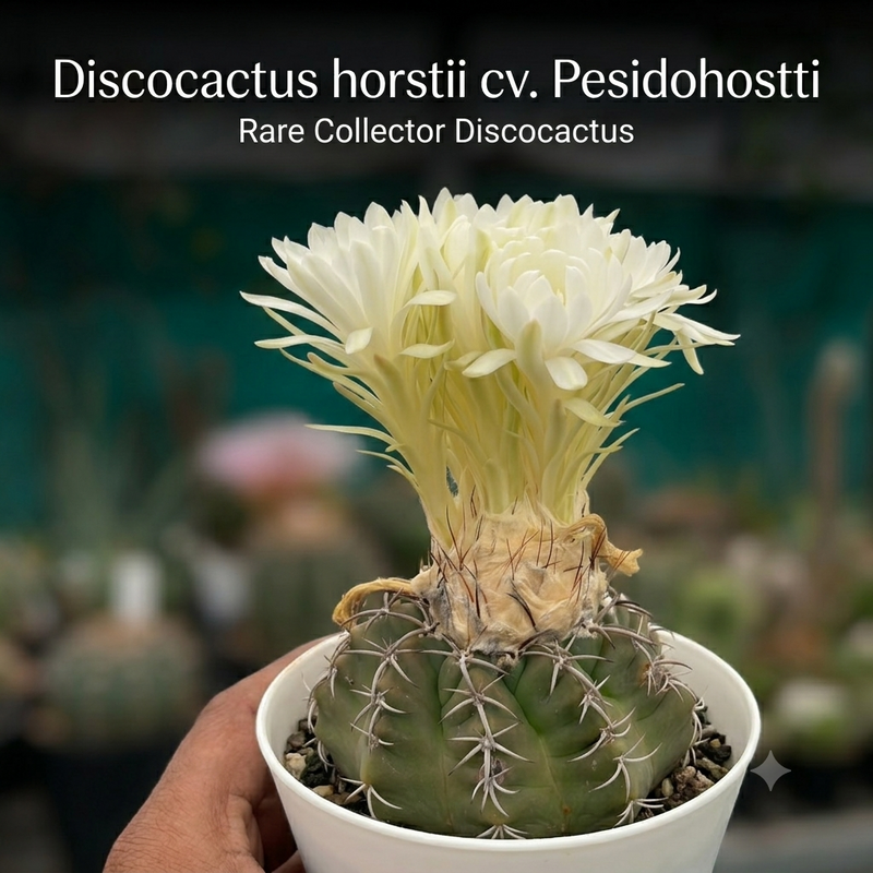 Discocactus Horstii cv pesidohostti