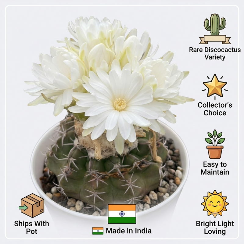 Discocactus Horstii cv pesidohostti