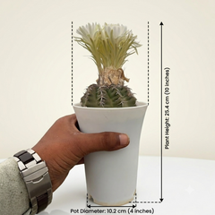 Discocactus Horstii cv pesidohostti
