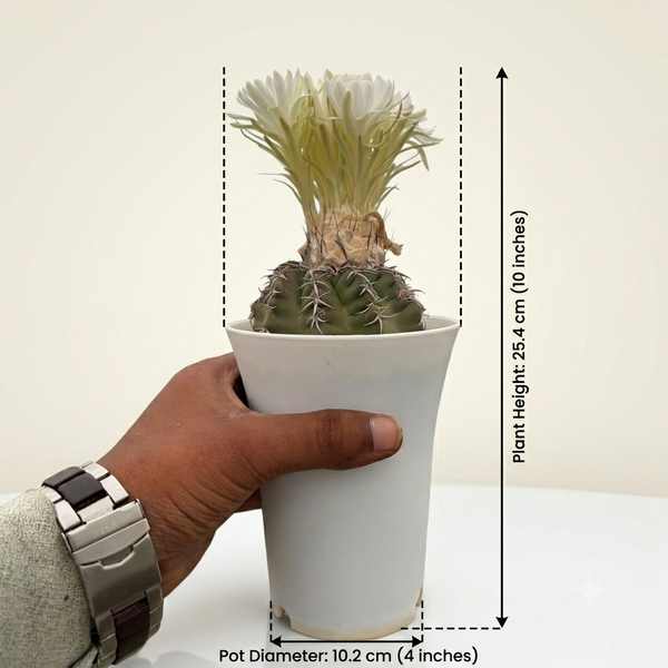 Discocactus Horstii cv pesidohostti