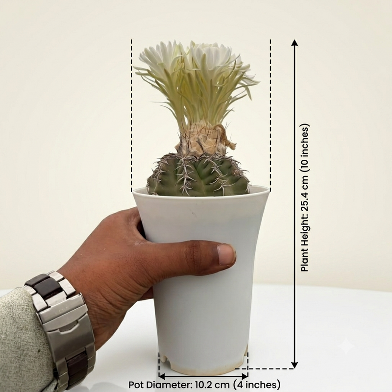 Discocactus Horstii cv pesidohostti