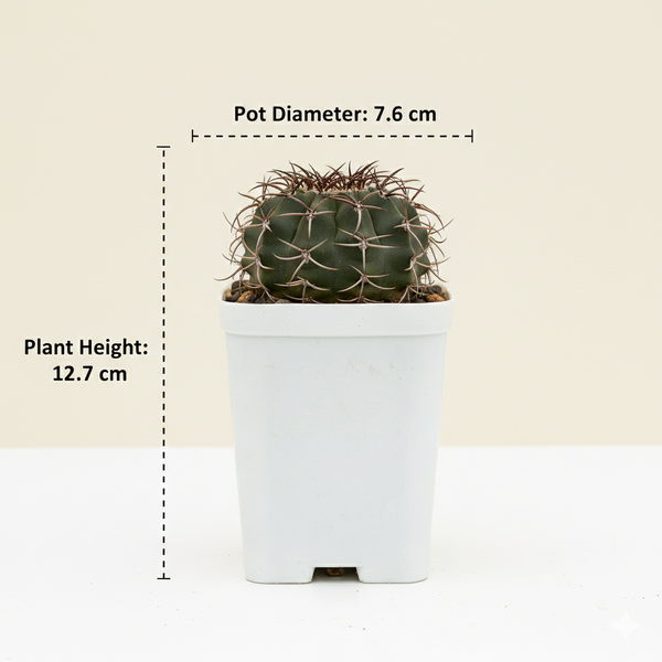 Discocactus latispinus var subviridigriseus