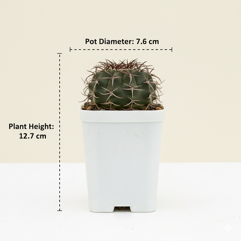 Discocactus latispinus var subviridigriseus