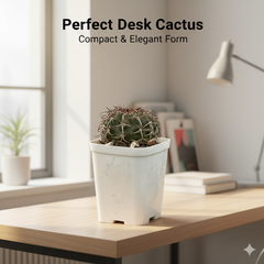 Discocactus latispinus var subviridigriseus