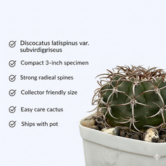 Discocactus latispinus var subviridigriseus