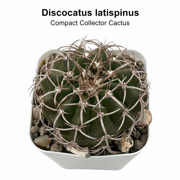 Discocactus latispinus var subviridigriseus