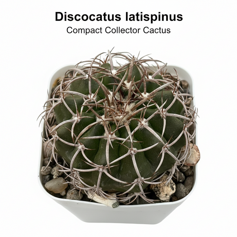 Discocactus latispinus var subviridigriseus