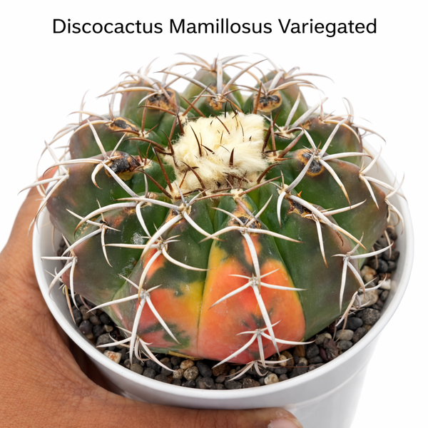 Discocactus mamillosus verigated